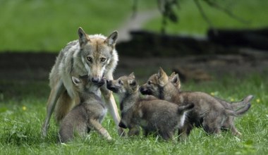 Nie tylko niedźwiedzie. Gumowymi kulami chcą strzelać do wilków