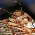 Nie tylko obrzydliwe, ale i toksyczne. Karaluchy wytwarzają endotoksyny groźne dla zdrowia