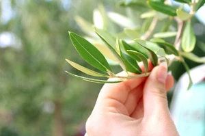 Nie tylko oliwki. Zwalczają zapalenie, obniżają ciśnienie, poprawiają metabolizm