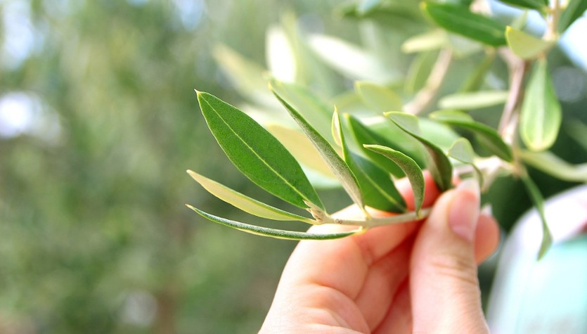 Nie tylko oliwki. Zwalczają zapalenie, obniżają ciśnienie, poprawiają metabolizm