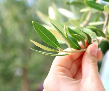 Nie tylko oliwki. Zwalczają zapalenie, obniżają ciśnienie, poprawiają metabolizm