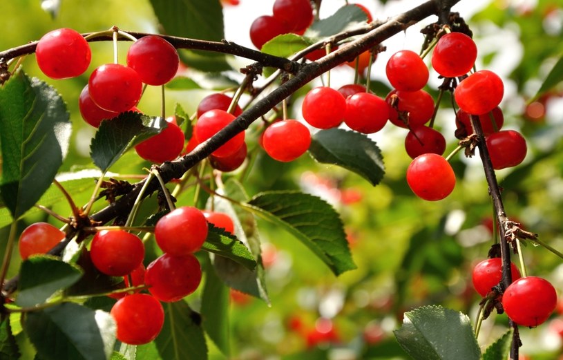 Nie tylko owoce wiśni zawierają wiele witamin. Bogate w nie są także ogonki /123RF/PICSEL