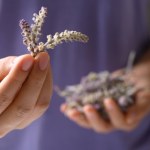 Nie tylko piękny zapach. Lawenda może poprawić jakość snu seniorów