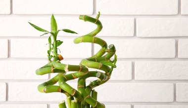 Nie tylko pieniążek. Ta roślina również przyciąga bogactwo i szczęście