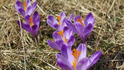 ​Nie tylko polana Chochołowska. Gdzie można podziwiać krokusy?
