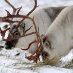 Nie tylko Rudolf ma czerwony nos. Inne renifery też. Co się dzieje?