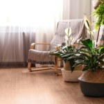 Nie tylko skrzydłokwiat. Te rośliny również oczyszczają powietrze w mieszkaniu