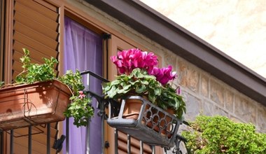 Nie tylko surfinie i petunie. Te kwiaty ozdobią twój balkon aż do jesieni