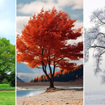 Nie tylko zrzucanie liści. Jak drzewa przygotowują się do zimy?