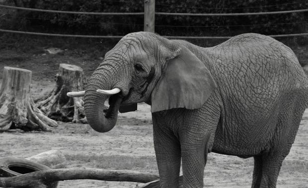 Nie udało się uratować Lindy - słonicy z poznańskiego zoo 