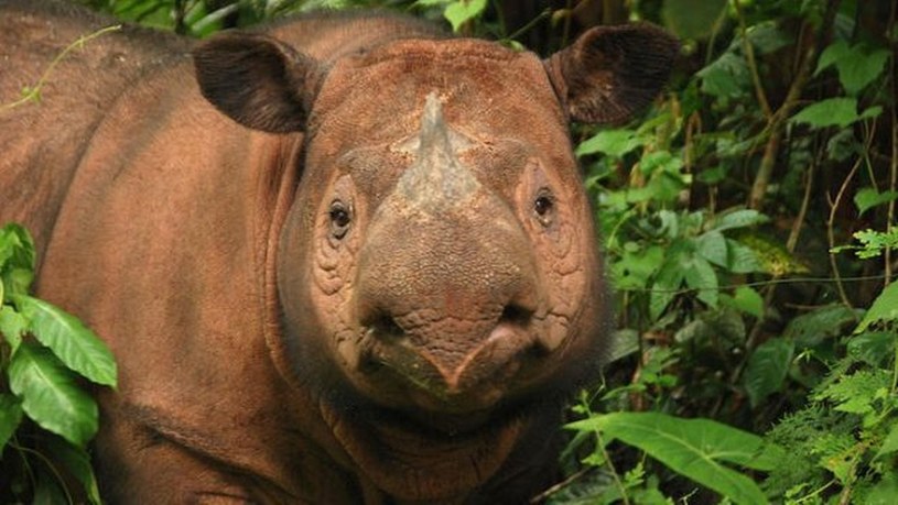 Nie udało się uratować ostatniego samca nosorożca sumatrzańskiego /Geekweek