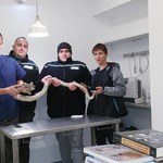 Nie udało się uratować węża znalezionego w Sulejowie. Pyton tygrysi został uśpiony