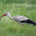Nie uwierzysz, co bociany mają w menu. Żaby to tylko mały dodatek