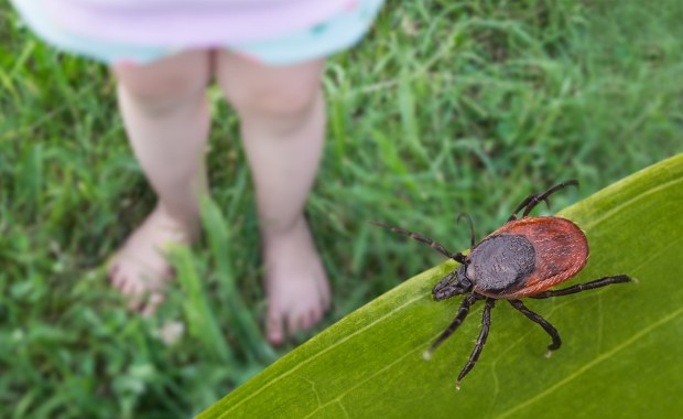 Nie uwierzysz, co chroni przed kleszczami. Działa lepiej niż spray!
