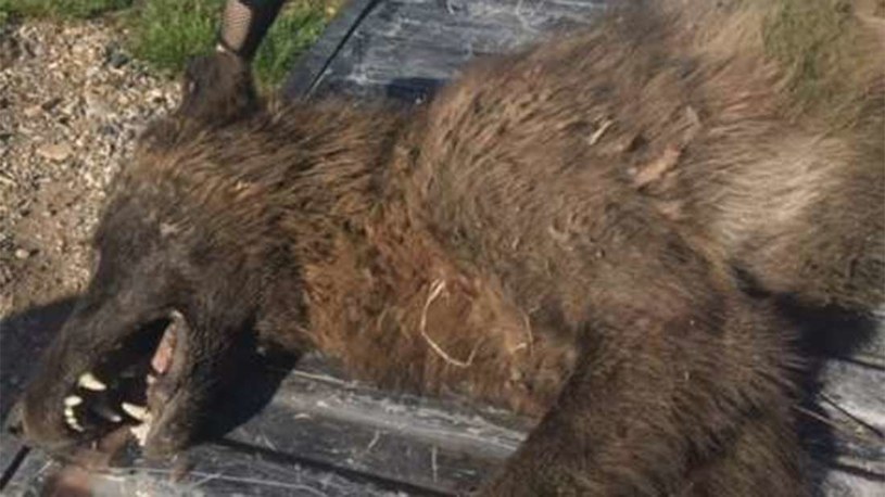 Nie wiadomo czym jest tajemnicze zwierzę zastrzelone w Montanie /Fot. Montana FWP /materiały prasowe