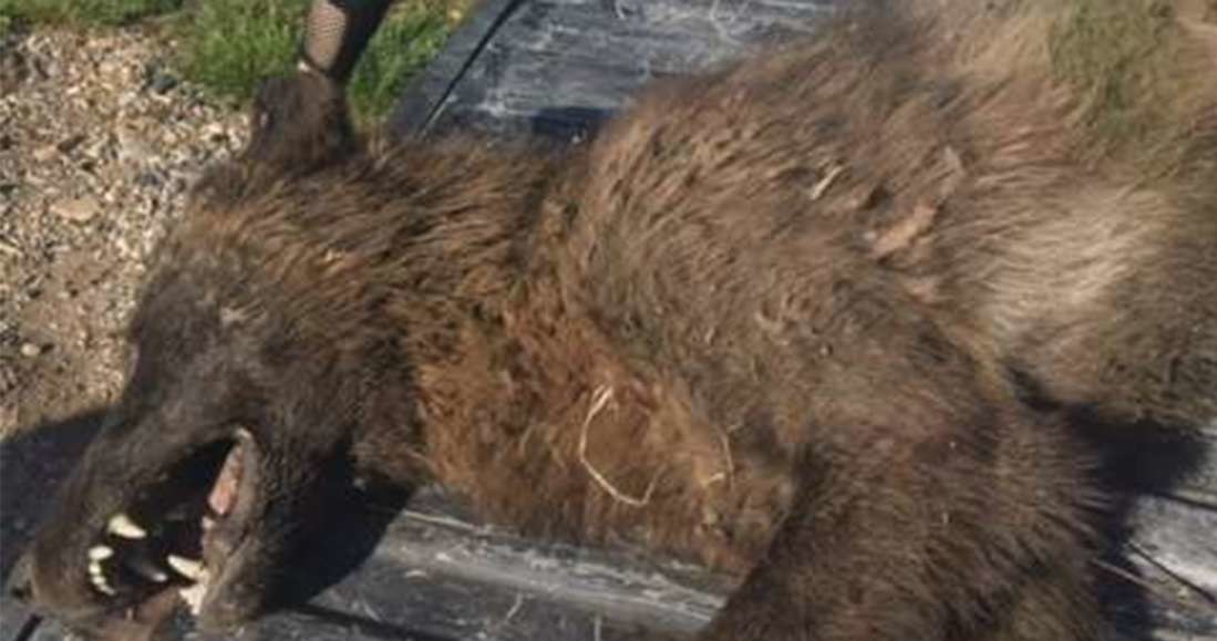 Nie wiadomo czym jest tajemnicze zwierzę zastrzelone w Montanie /Fot. Montana FWP /materiały prasowe