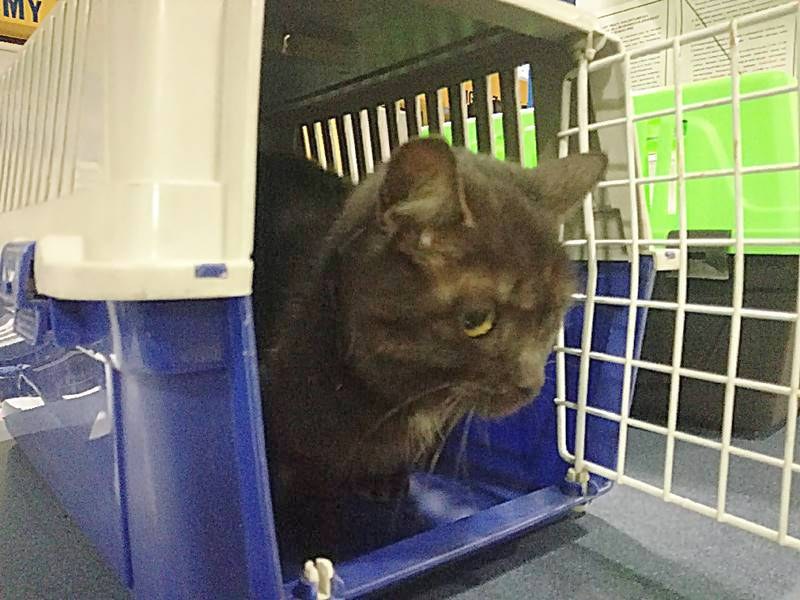 Nie wiadomo, jak kot znalazł się na pokladzie /Straż miejska Warszawa /