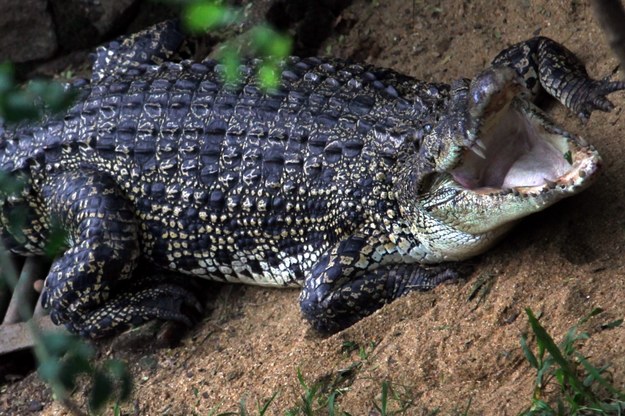 Nie wiadomo, jak krokodyl dostał się do budynku /M.A.PUSHPA KUMARA /PAP/EPA