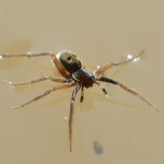 Nie widziano go od 1985 r. Niespodzianka akurat na Halloween