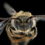 Nie widziano jej od 100 lat. Nagle przyleciała do parku. Skąd się wzięła?