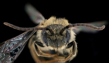 Nie widziano jej od 100 lat. Nagle przyleciała do parku. Skąd się wzięła?