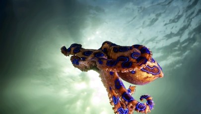 Nie wiedział, że trzyma w dłoniach jedno z najbardziej jadowitych zwierząt