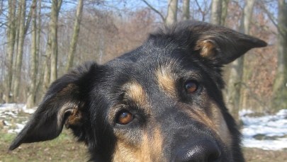 Nie wiesz, co pies ma na myśli? To się naucz jego miny rozpoznawać