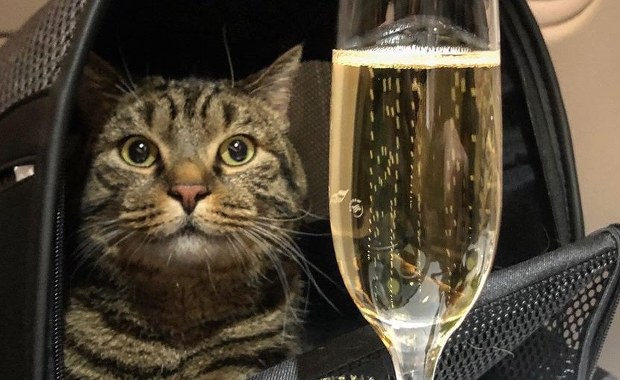 Nie wpuścili kota do samolotu, bo był za ciężki. Właściciel podstawił więc innego