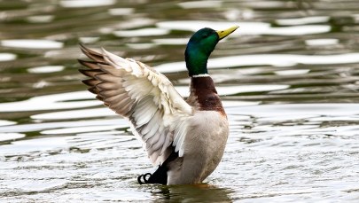 ​Nie wrzucaj chleba do wody! Gdańska kampania na rzecz ptaków