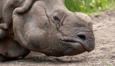 Nie wszystkie miały rogi. Zaskakujące odkrycie w arktycznym kraterze