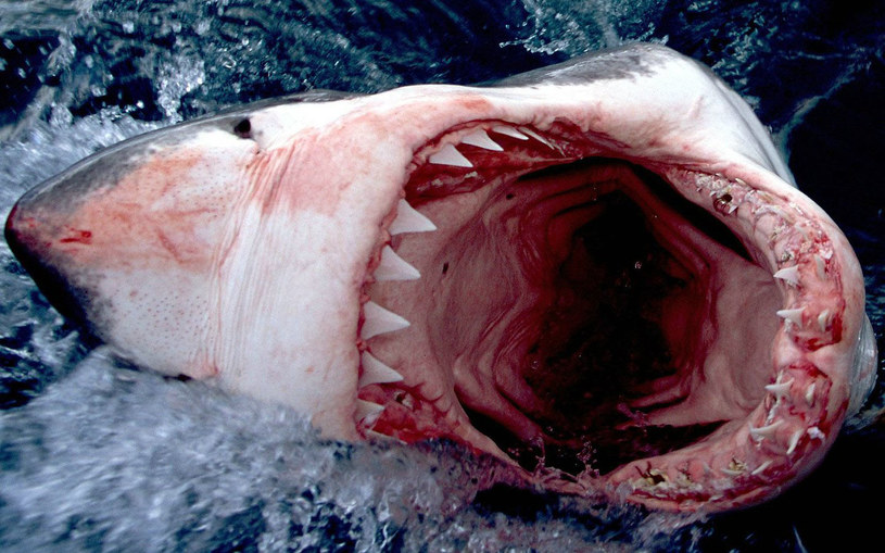 Nie wszystkie rekiny to drapieżni mięsożercy... /AFP