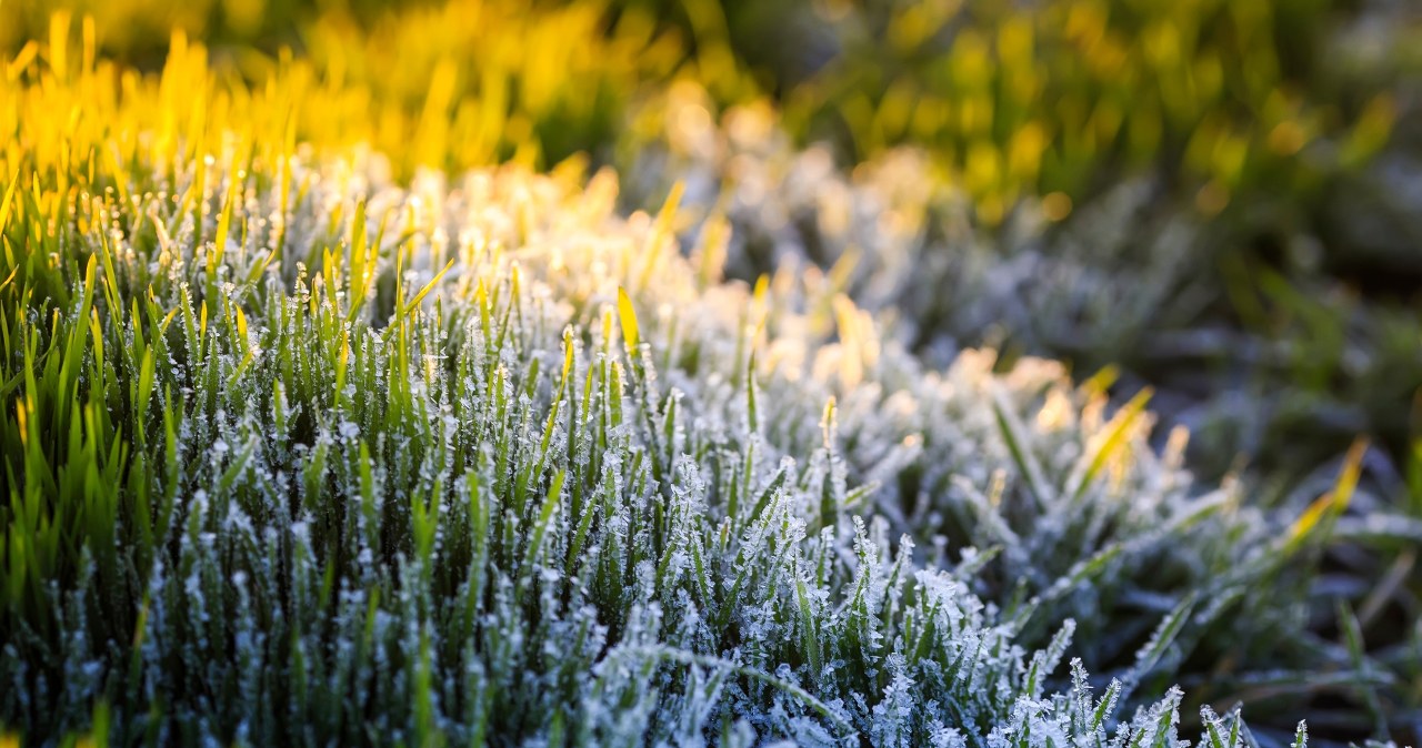 Nie wszystkie rośliny dobrze znoszą niskie temperatury /Pixel