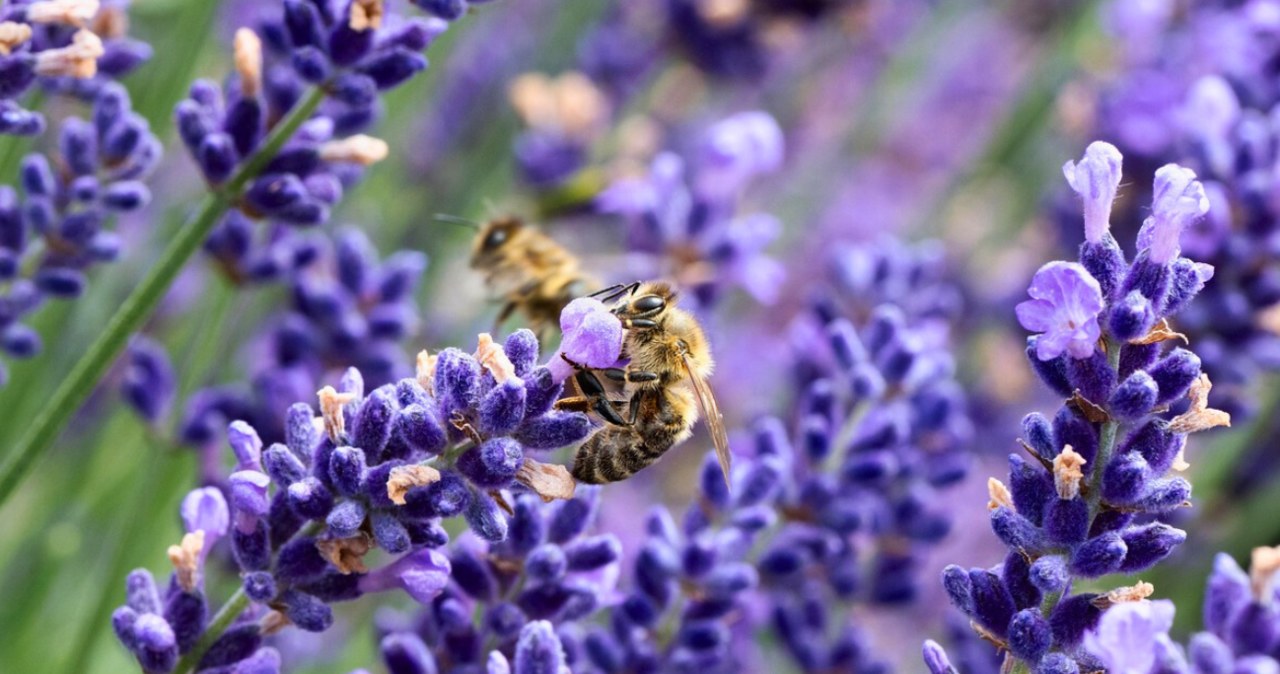 Nie wszystkie rośliny są dla pszczół dobre /Pixabay.com