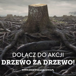 "Nie wycinaj. Musisz? Posadź nowe". Kraków walczy o "Drzewo za drzewo"
