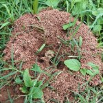 Nie wydawaj fortuny na środki chemiczne! Oto domowe metody na mrówki