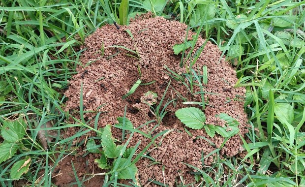 Nie wydawaj fortuny na środki chemiczne! Oto domowe metody na mrówki