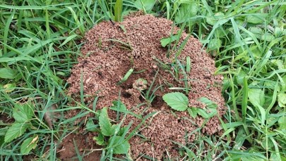 Nie wydawaj fortuny na środki chemiczne! Oto domowe metody na mrówki