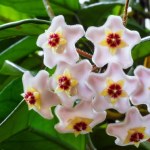 Nie wylewaj, tylko poczęstuj tym hoję. Wypuści pąki jeszcze zimą