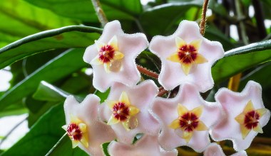 Nie wylewaj, tylko poczęstuj tym hoję. Wypuści pąki jeszcze zimą