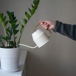 Nie wylewaj wody po kiszonkach. Wlej do zamiokulkasa, a szybko ci podziękuje 