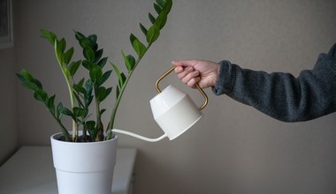Nie wylewaj wody po kiszonkach. Wlej do zamiokulkasa, a szybko ci podziękuje 