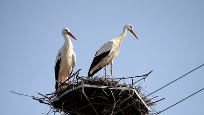 Nie wypatruj boćka w gnieździe! 