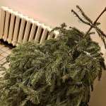 Nie wyrzucaj choinki po świętach. Zrób to, a przyjmie się w ogrodzie