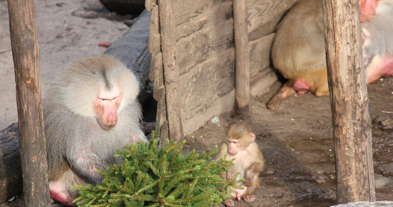 Nie wyrzucaj choinki, zanieś ją do zoo 