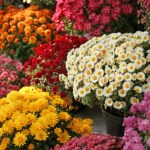 Nie wyrzucaj chryzantem po wszystkich świętych. Tak dasz im drugie życie