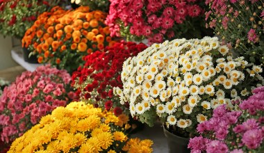 Nie wyrzucaj chryzantem po wszystkich świętych. Tak dasz im drugie życie 