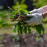 Nie wyrzucaj chwastów. Wykorzystaj je w ten sposób i ciesz się pięknym ogrodem