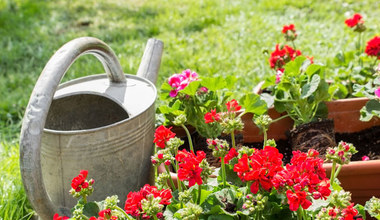 Nie wyrzucaj. Przygotuj domową odżywkę do pelargonii, a balkon utonie w kwiatach