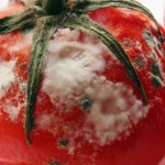 Nie wyrzucaj spleśniałych pomidorów. To skarb, który możesz wykorzystać