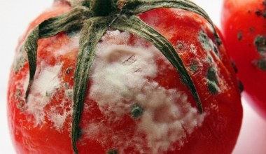 Nie wyrzucaj spleśniałych pomidorów. To skarb, który możesz wykorzystać